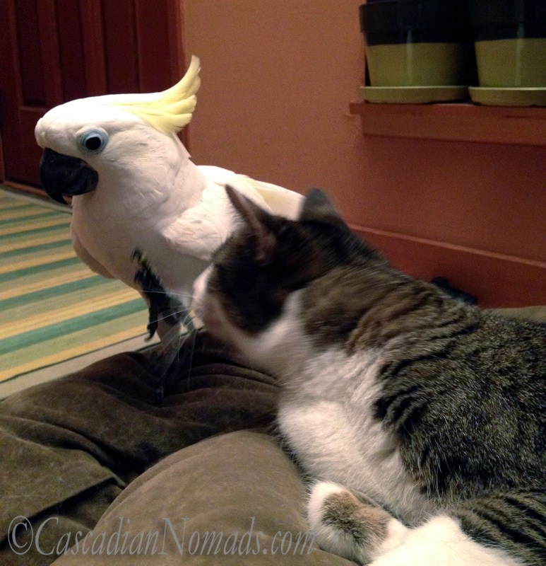 The selfie photobombing Triton cockatoo offers to help the Abyssinian tabby cat scratch.