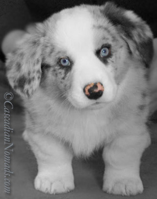 Black and white photograph of blue eyed, butterfly nosed Cardigan Blue Merle puppy 