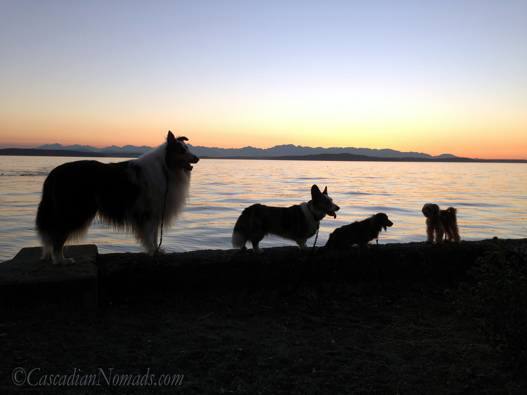 Four dog silhouettes during a colorful Puget Sound sunset