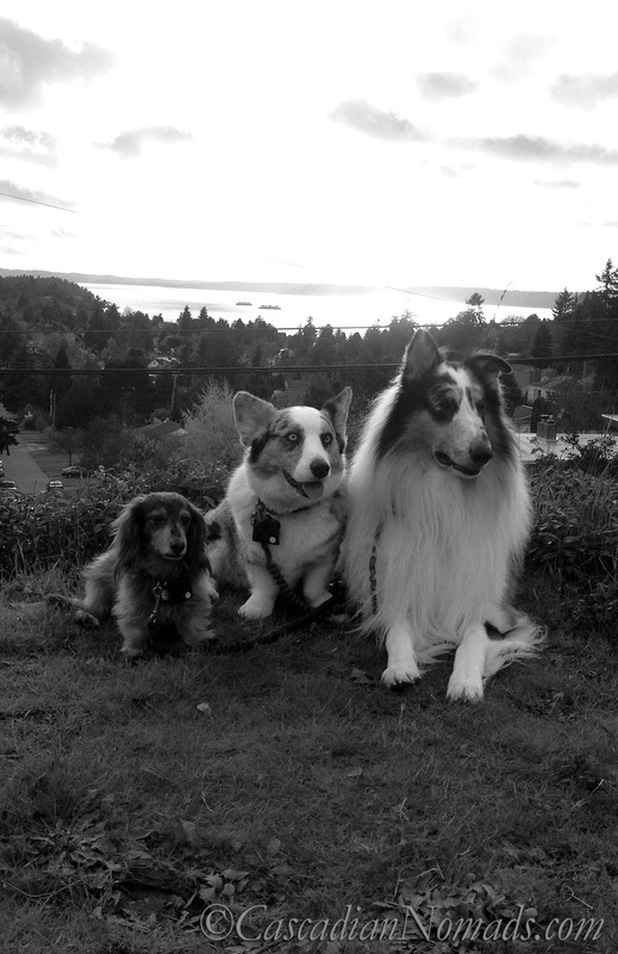 A Beautiful Black & White Photograph of Three Dogs Above Puget Sound as Two Ferries Cross Paths