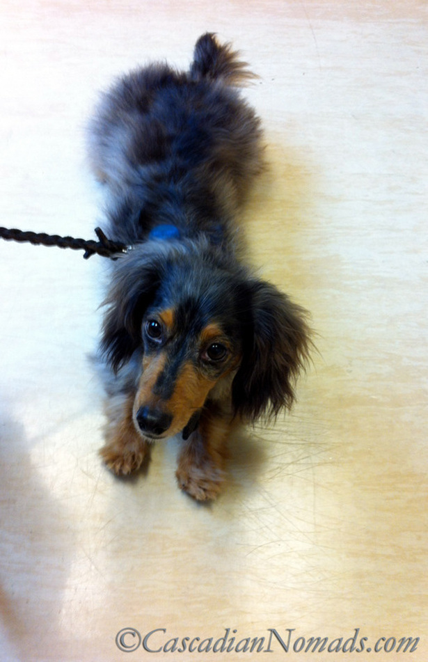 Long haired miniature dachshund, Wilhelm, has the stress taken out of vet visits because he goes on a regular basis. #GetHealthyHappy