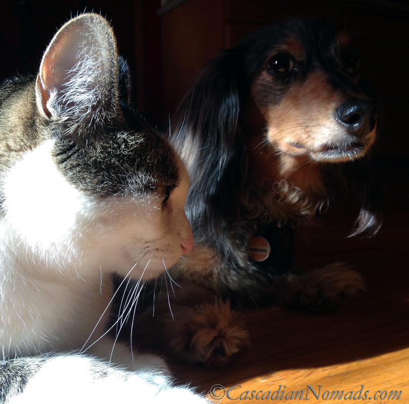 Cat selfie by Amelia featuring black and tan dapple miniature dachshund Wilhelm