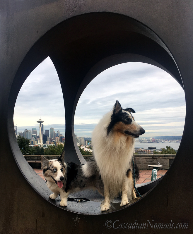 Blue merle Cardigan Welsh Corgi dog Brychwyn, harlequin blue merle rough collie dog Huxley and the Space Needle framed by the sculpture 