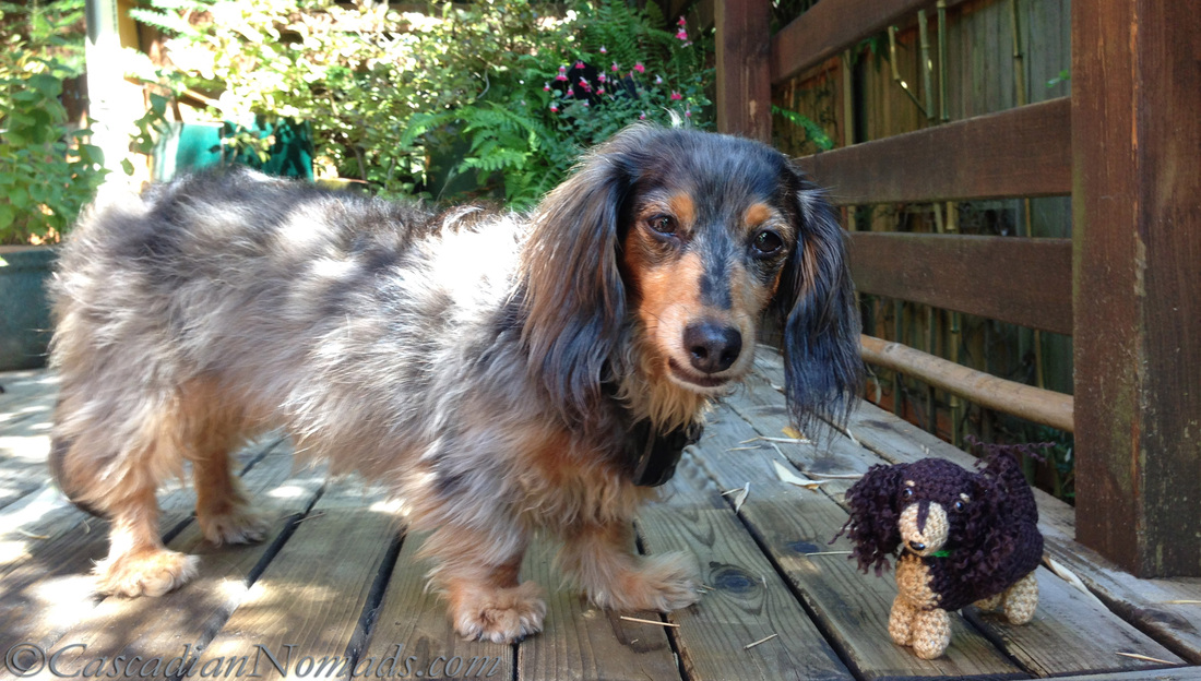 Cascadian Nomads miniature long haired dachshund, Wilhelm, with his crocheted mini