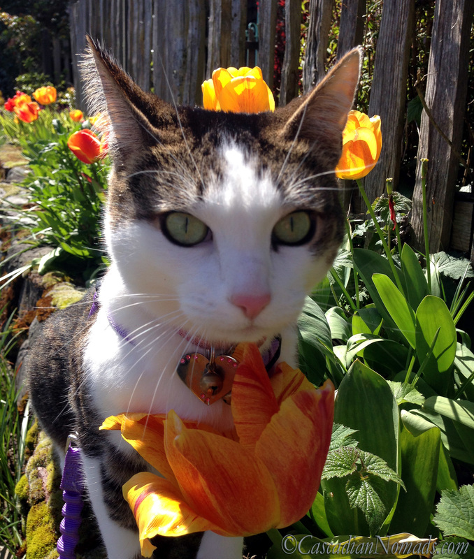 Adventure cat Amelia poses for a photo with a bed of tulips along a rustic fence