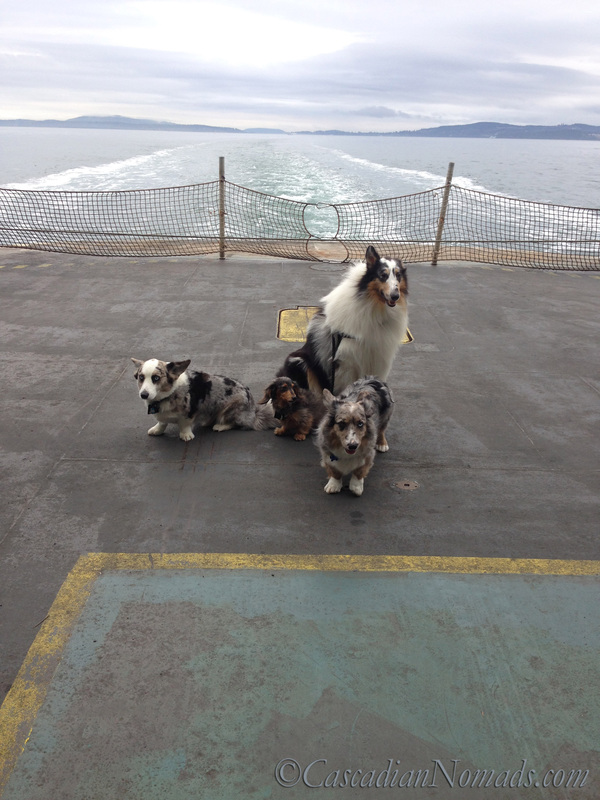 Dogs on the deck of a Washington State Ferry to Lopez Island.