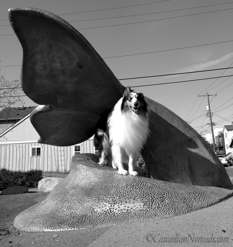 Harlequin blue merle rough collie Huxley poses for a beautiful black and white photo with the Whale Tail scupture at Whale Tail Park in West Seattle