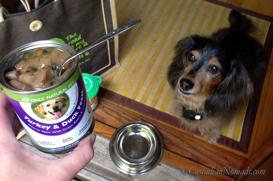 Miniature Dachshund Wilhelm gets ready for a #PawNatural meal of Turkey & Duck PowerStew from Only Natural Pet 