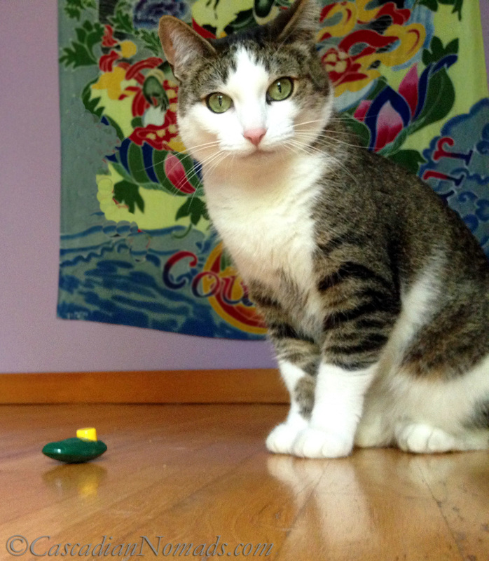 Cat with clicker: Positive Reinforcement Training For Five Pets In Six Steps | #MultiPetMania 