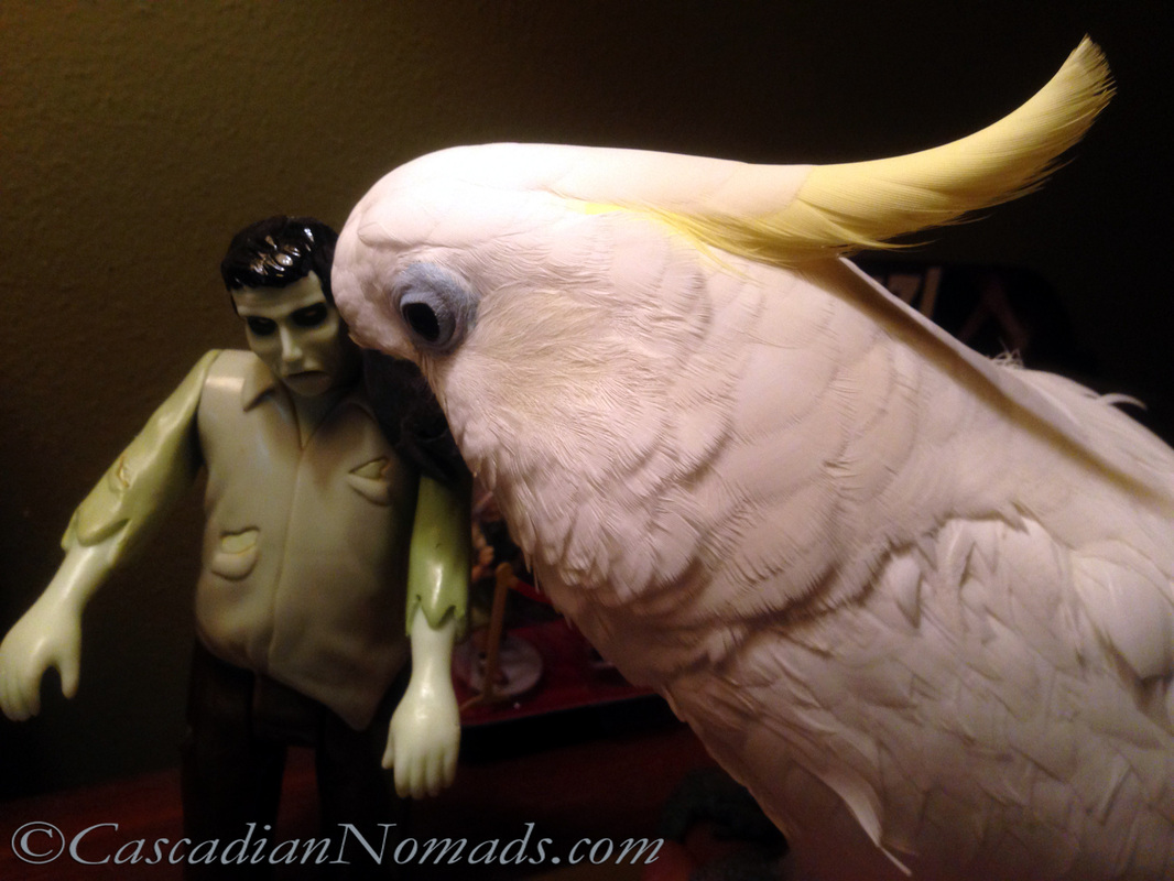 Cockatoo parrot Leo gives a Halloween zombie a 