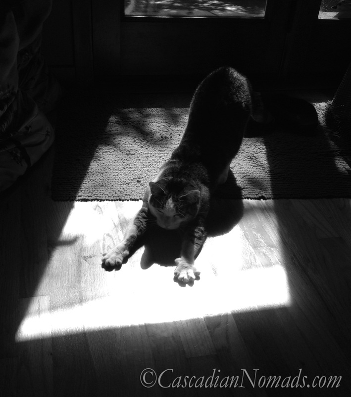 Black & White Photograph of Cat Stretching In Sunshine