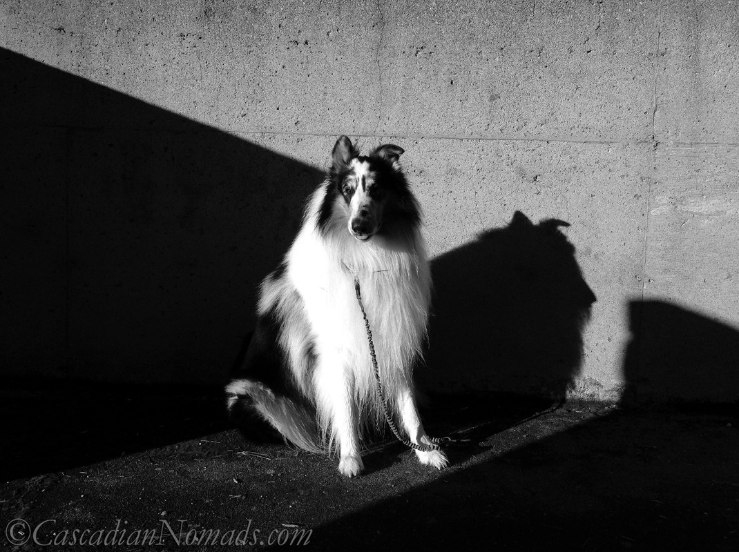 Black and white photo of rough collie dog Huxley looking demur in the sun with a classic Lassie dog shadow