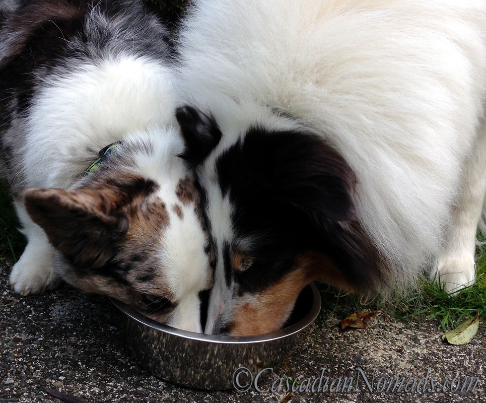 Canine Influenza: It is safe for dogs to travel? When dogs share dog water bowls, germs are easily exchanged