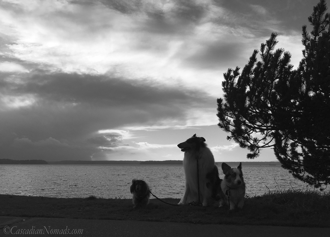 Three dogs and a Puget Sound storm: miniature dachshund, rough collie and Cardigan Welsh corgi dog storm watchers at Emma Schmitz Memorial Overlook, West Seattle, Washington, Cascadia. #DogwoodWeek4 #Dogwood52