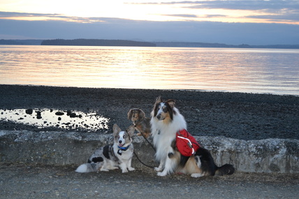 Corgi, dachshund and collie dogs during a beautiful Pacific Northwest Puget Sound sunset at Lowman Beach Park, West Seattle, Washington, Cascadia