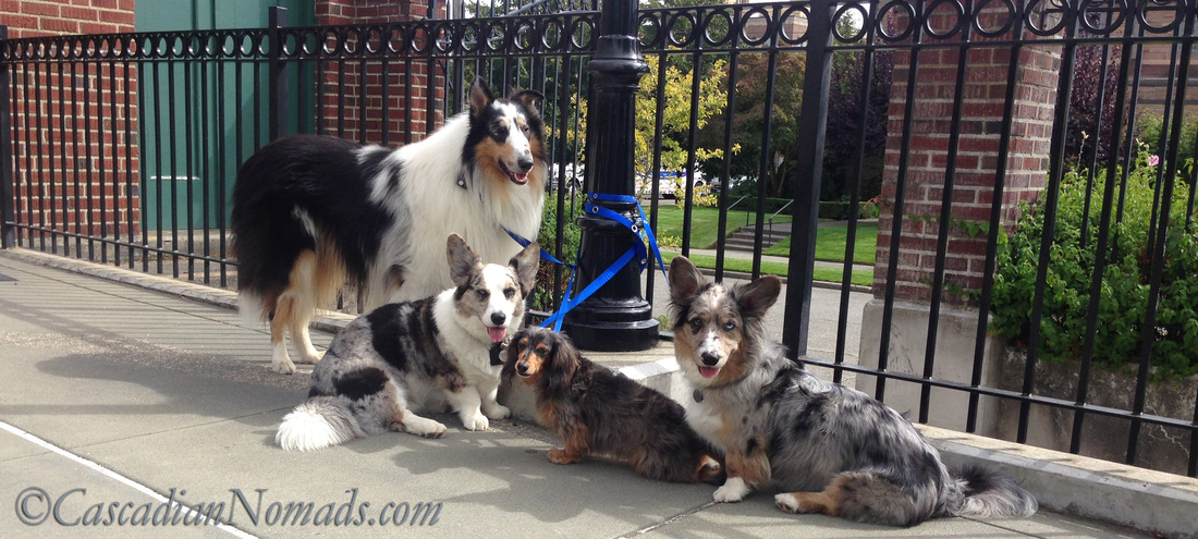 SnapLeash: Four dogs safely tied with two leashes. Never leave dogs unattended while tied!!!