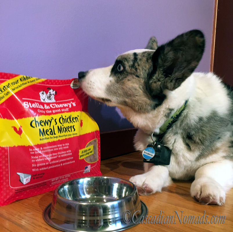 Cardigan Welsh Corgi Brychwyn sniffs the bag of Meal Mixers in hopes of having some more after emptying his bowl. #KickStartYourKibble