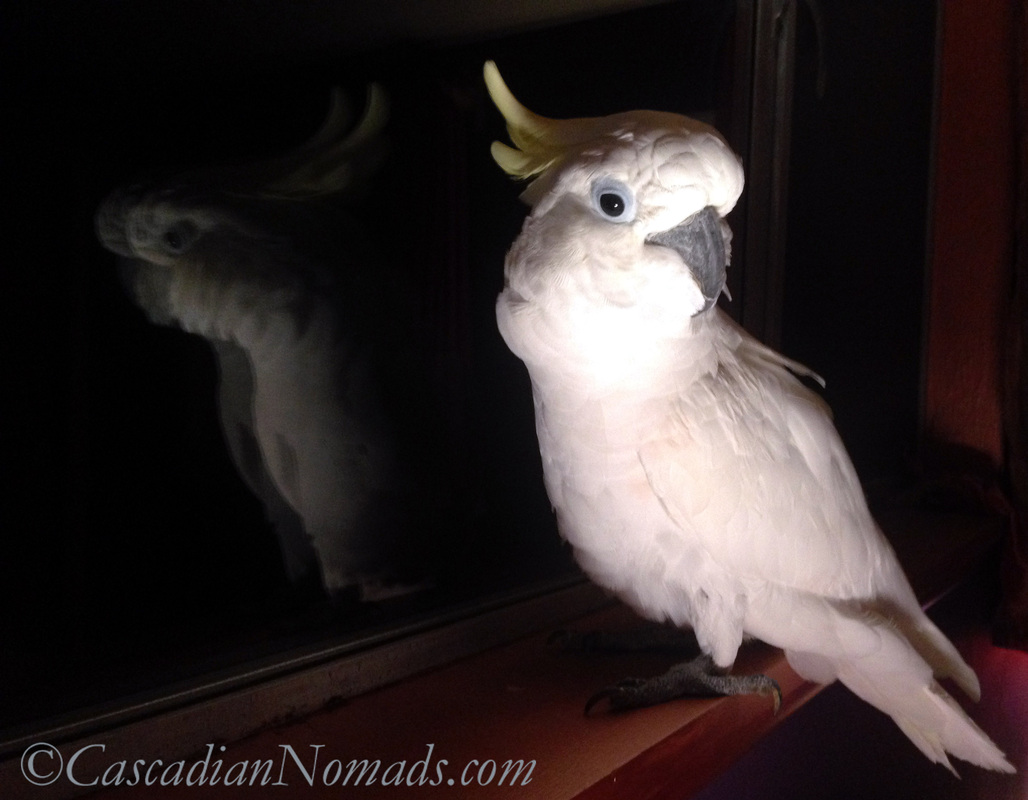 Photo of cockatoo Leo on the windowsill and his reflection in the window
