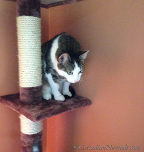 Happy cat Amelia viewing the room from high upon her floor to ceiling tree. #GetHealthyHappy