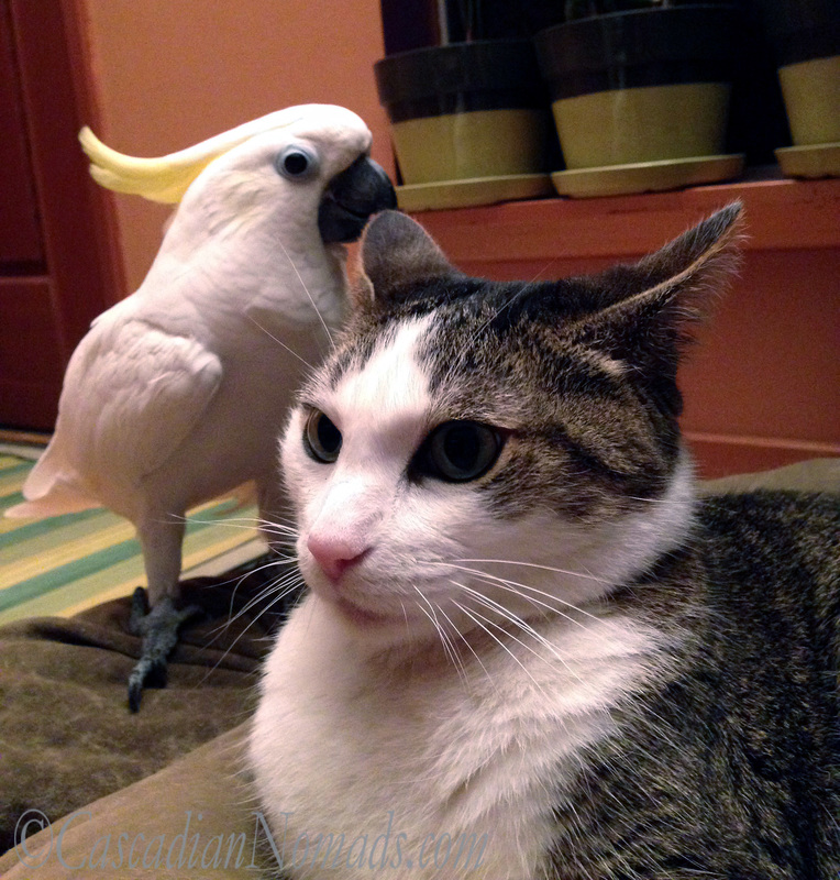 An Abyssinian tabby cat realizes that there is a Triton cockatoo photobomb in her selfie photo.