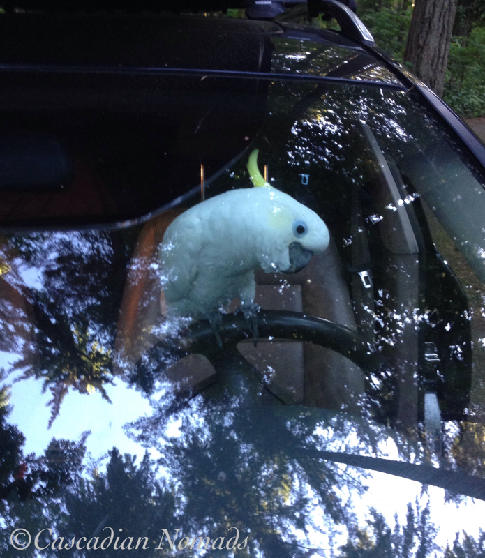 Triton cockatoo Leo at the wheel of the car