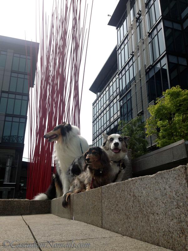 Rough collie Huxley, Cardigan Welsh Corgi Brychwyn and miniature dachshund Wilhelm with Red Stix by Konstantin Dimopoulos between the buildings at Home Plate Center, Seattle, Washington, Cascadia