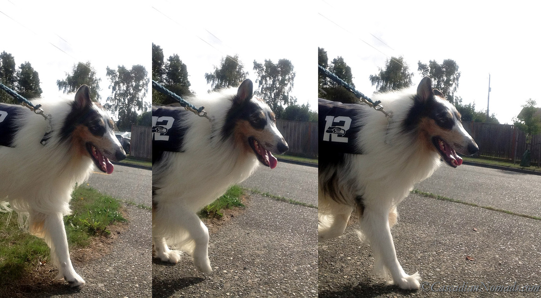 12th Pup rough collie dog Huxley smiles as he strolls the Seattle streets on a dog walk. 