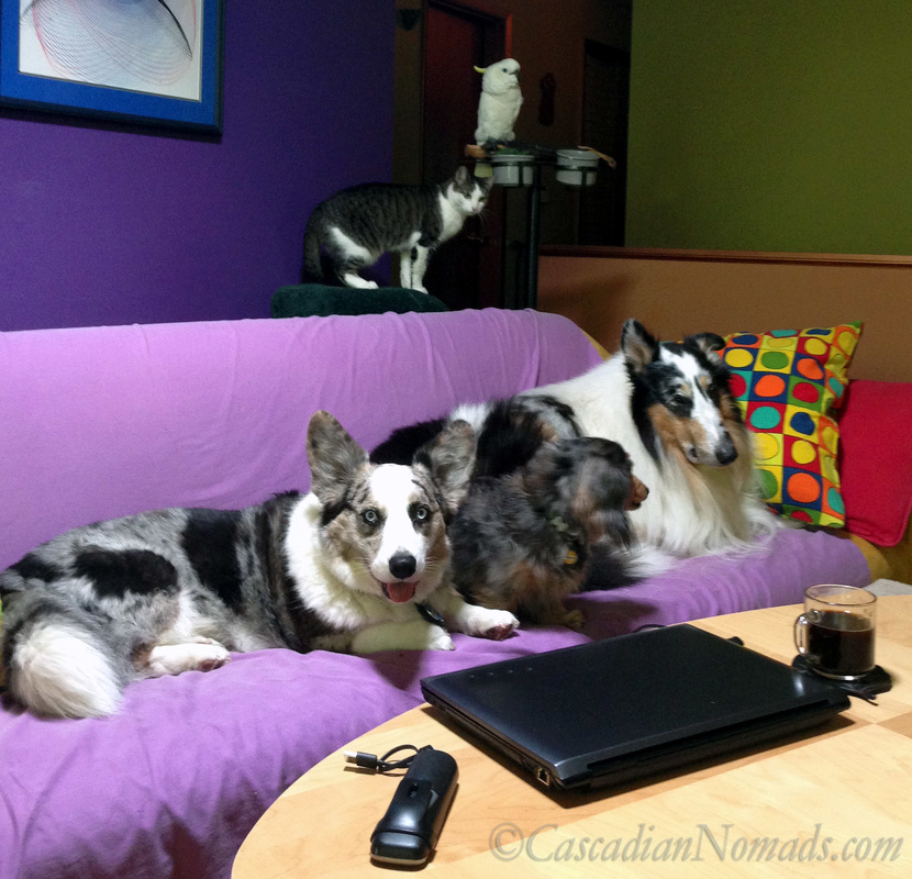 Black coffee, laptop and phone surrounded by Cardigan Welsh corgi Brychwyn, miniature dachshund Wilhelm, rough collie Huxley, cat Amelia and cockatoo Leo.