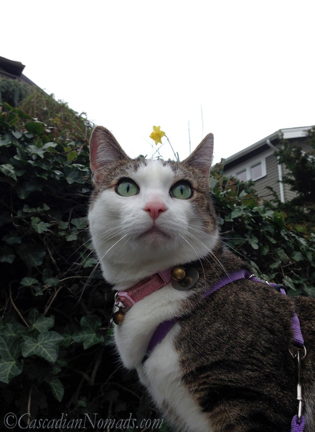 Adventure cat Amelia poses proudly for a selfie while out on a recent walk