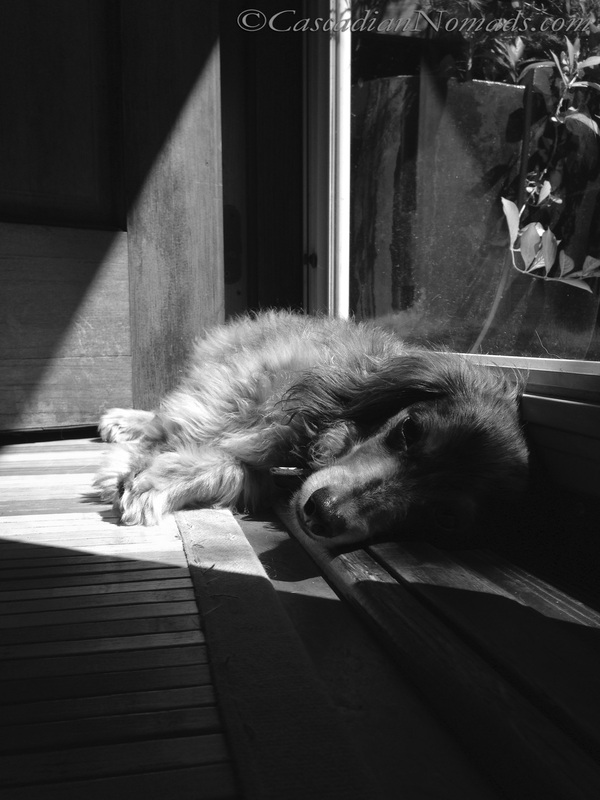 Miniature Long Haired Dachshund, Wilhelm, Basking In a Sun Puddle (Beautiful Black & White Photography from Cascadian Nomads)
