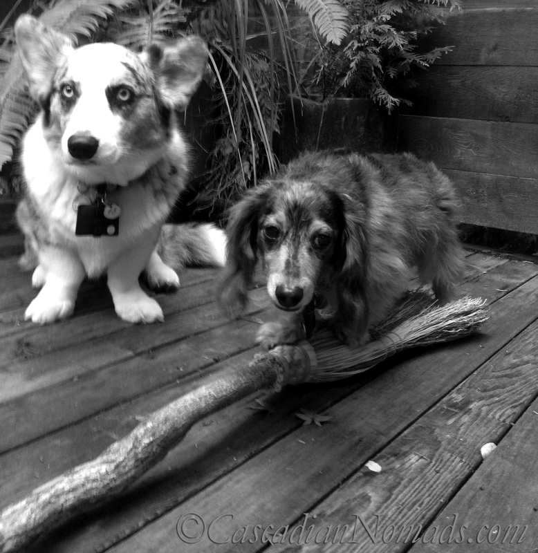 Cardigan Welsh corgi Brychwyn and miniature dachshund Wilhelmtry their paws at flying on a witches broom: Black and White Photography of Dogs. 