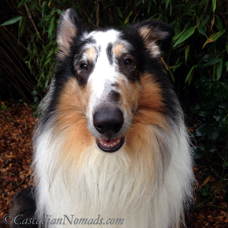 Rough collie Huxley's innocent face: Responsible Pet Owners Month means accepting responsiblity for pet behavior, good and bad.