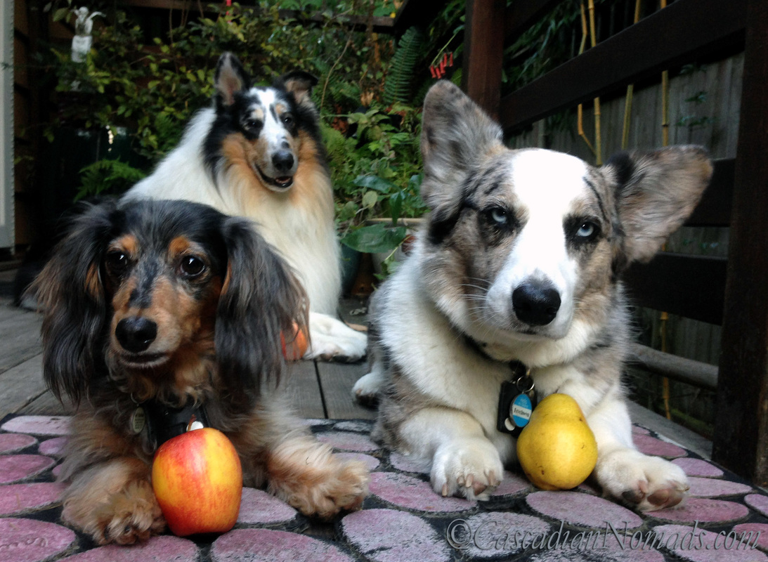 Dogs Ready For School: Miniature Dachshund Wilhelm and Rough Collie Huxley have apples for the teacher but Cardigan Welsh Corgi Brychwynprefers to bring a pear. Positive Reinforcement Training makes dogs smarter!
