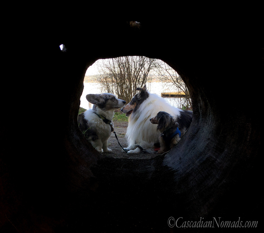 Gorgeous photo of dogs at the end of a tunnel: Cardigan Welsh Corgi Brychwyn, rough collie dog Huxley, and miniature dachshund dog Wilhelm are the light at the end of the tunnel. #DogwoodWeek9 #Dogwood52