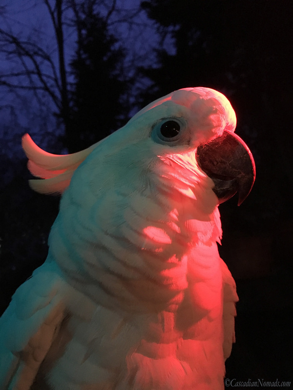 Trtion cockatoo Leo shines in red light and shadows for an artistic red themed photo. #Dogwood52 #DogwoodWeek3