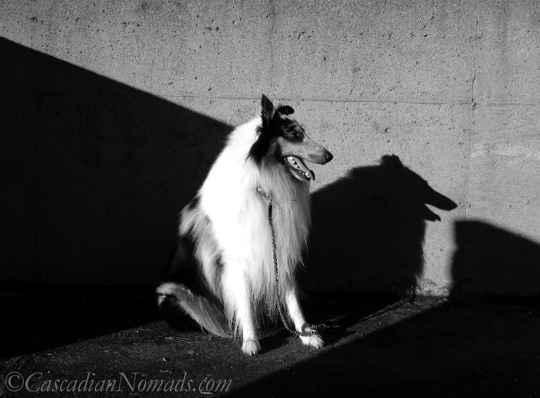 Black and white photo of rough collie dog Huxley in sun and shadow looking to the East
