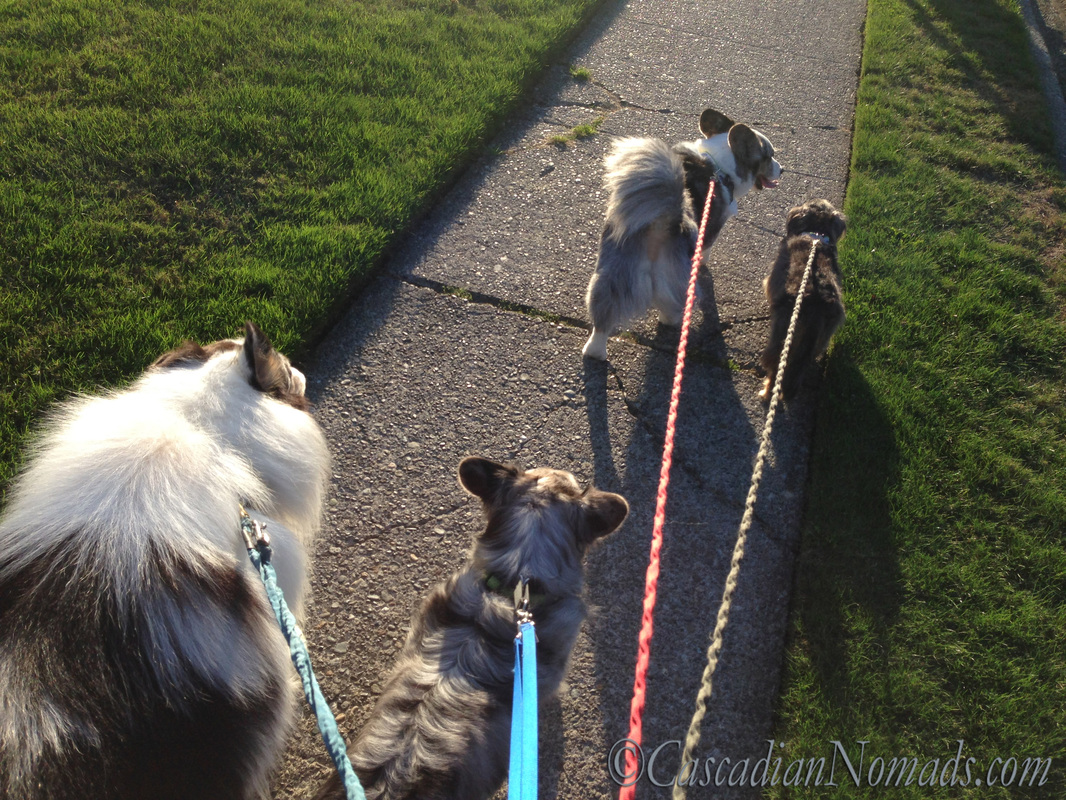Two blue merle cardigan welsh corgis, a rouch collie and a miniature dachshund enjoyng #DogWalkingWeek fit dog time.