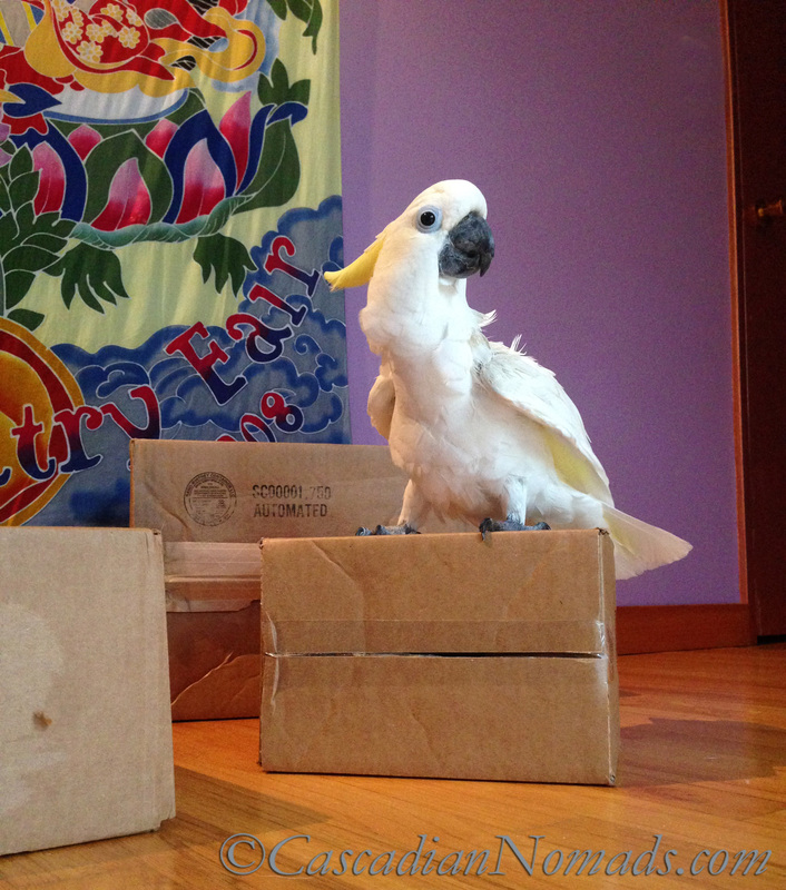 Best Parrot Training Tool: A Cardboard Box