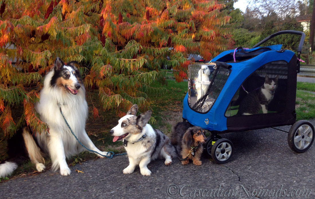 Beautiful but dangerous fall fit dog time: The Fall Seasons Obstacle Course Of Fit Dog Dangers