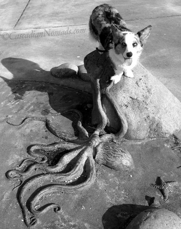 Blue merle Cardigan Welsh corgi Brychwyn poses for a black and white photograph with an octopus sculpture at Charles Richey Sr Viewpoint in West Seattle