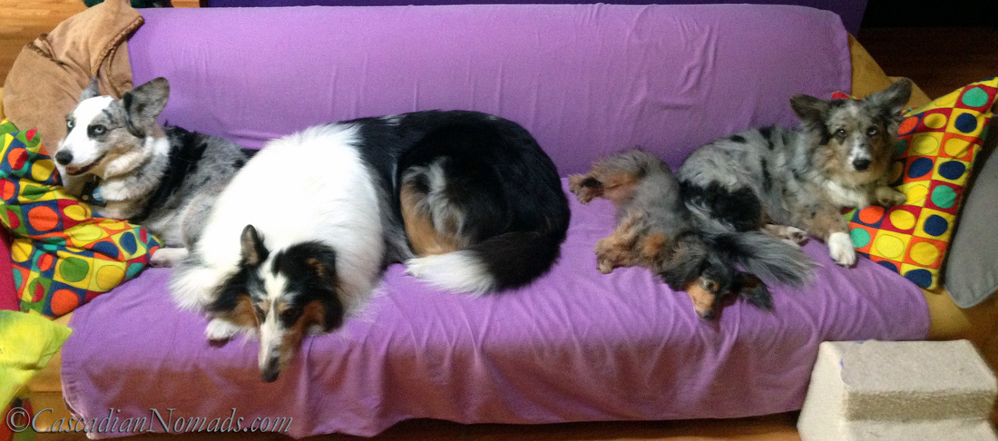 Four dogs find comfort on a couch: rough collie Huxley and miniature dachshund Wilhelm are bookended by blue merle Cardigan Welsh Corgis Brychwyn and Morgan