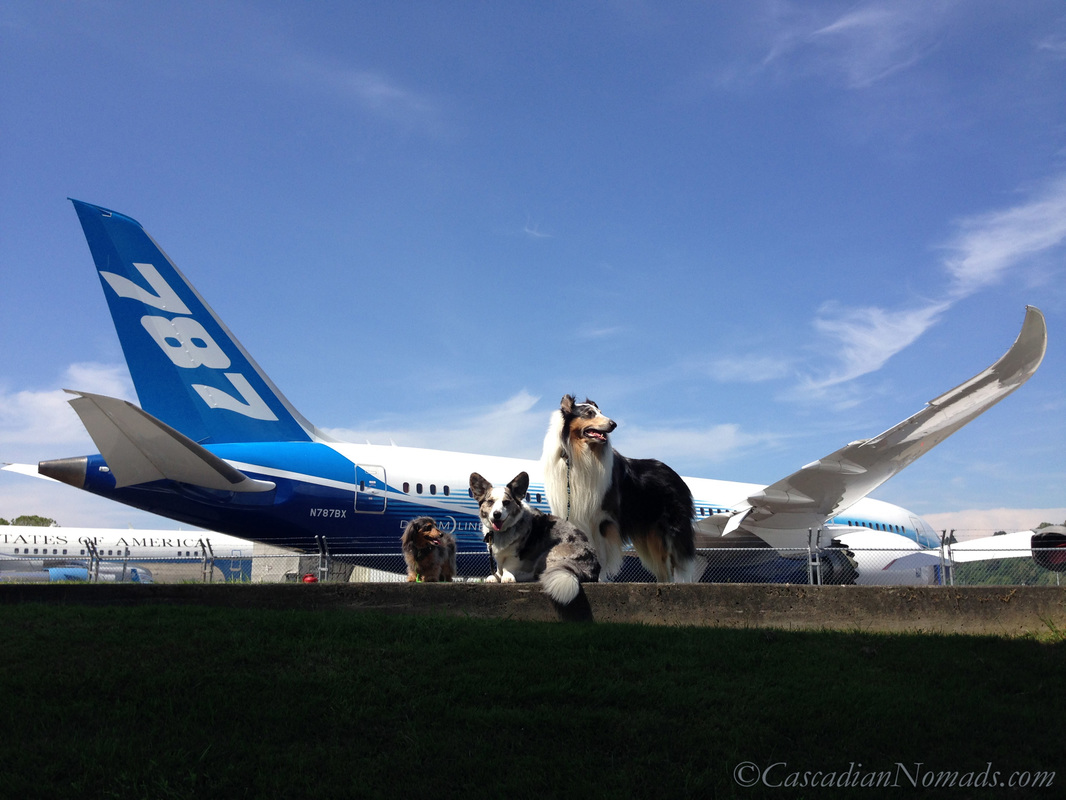 Miniature dachshund, Cardigan Welsh Corgi and rough collie dogs with The Boeing 787 Dreamliner in The Museum of Flight Air Park, Seattle, Washington, Cascadia. 