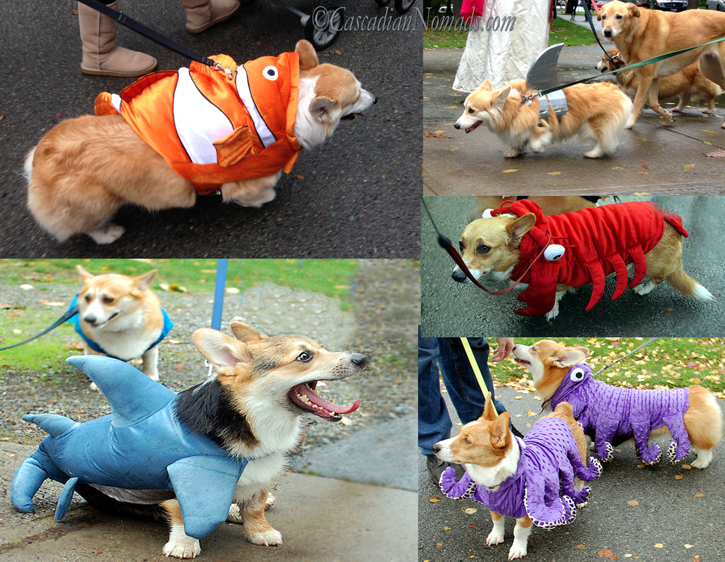 Corgis as sea creatures- The Devil Went Down To Green Lake: A Seattle Urban Hike With Costumed Corgis