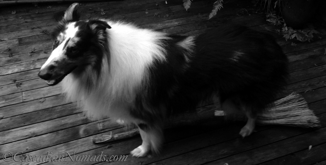 Rough collie dog Huxley his paws at flying on a witches broom: Black and White Photography of Dogs. 