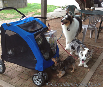Positive Reinforcement Training For Five Pets In Six Steps | #MultiPetMania: Adventure cat Amelia and Triton Cockatoo Leo (in stroller) with dogs rough collie Huxley, Cardigan Welsh corgi Brychwyn and miniature dachshund Wilhelm.