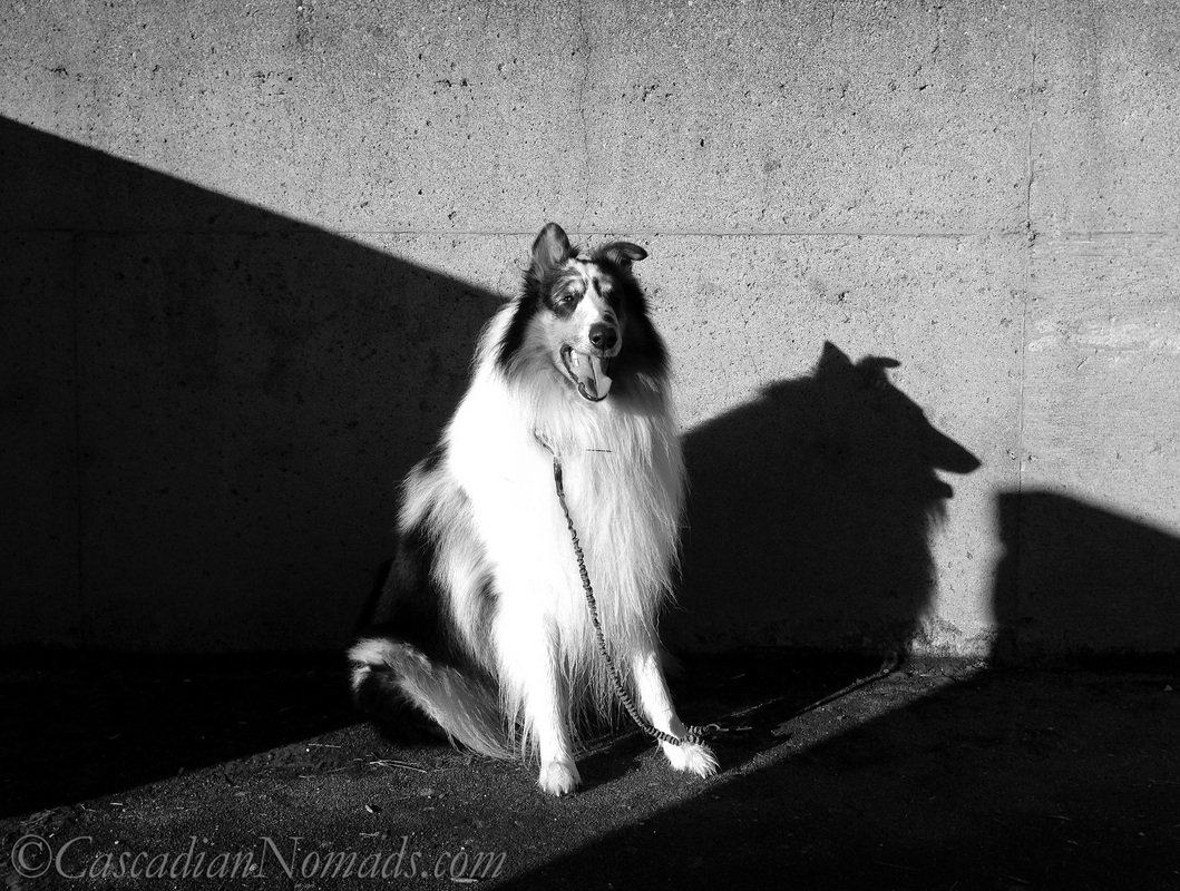 Black and white photo of rough collie dog Huxley in sun and shadow looking at the camera