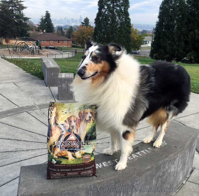 Autumn Wind In His Fur: Rough Collie Huxley's Meal At The Peak of Seattle With #PinnacleHealthyPets