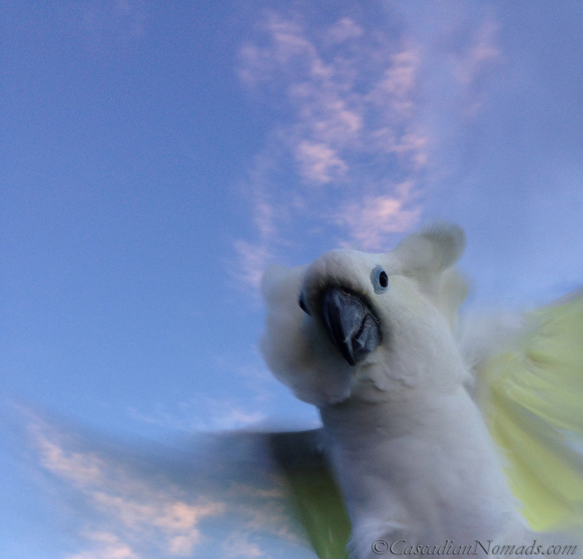 O Beautiful For Spacious Skies: Artsy Action Photo of Cockatoo Leo Flapping His Wings.