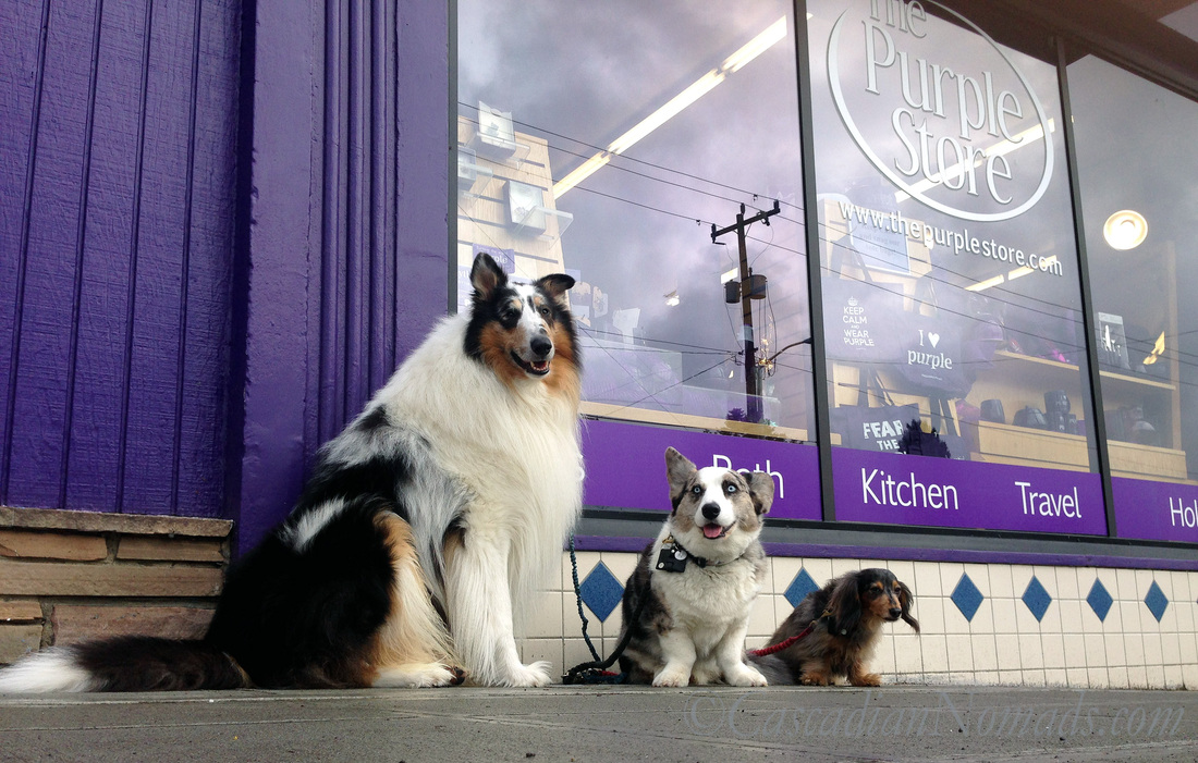 Seattle adventure dogs, rough collie Huxley, Cardigan Welsh corgi Brychwyn, miniature dachshund Wilhelm, posing for a snapshot at The Purple Store
