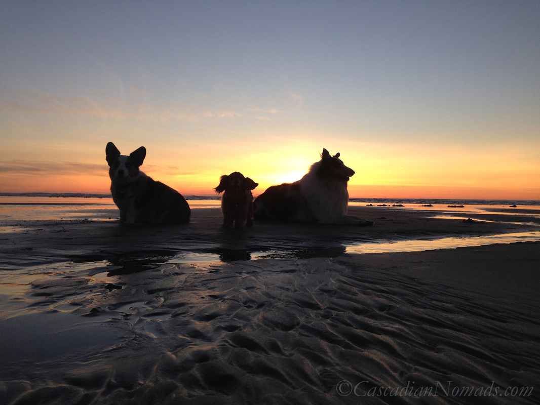 Cascadian Nomads Canines silouetted against the sunset, Long Beach, Washington: cardigan welsh corgi Brychwyn, miniature long haired dachshund Wilhelm & rough collie Huxley